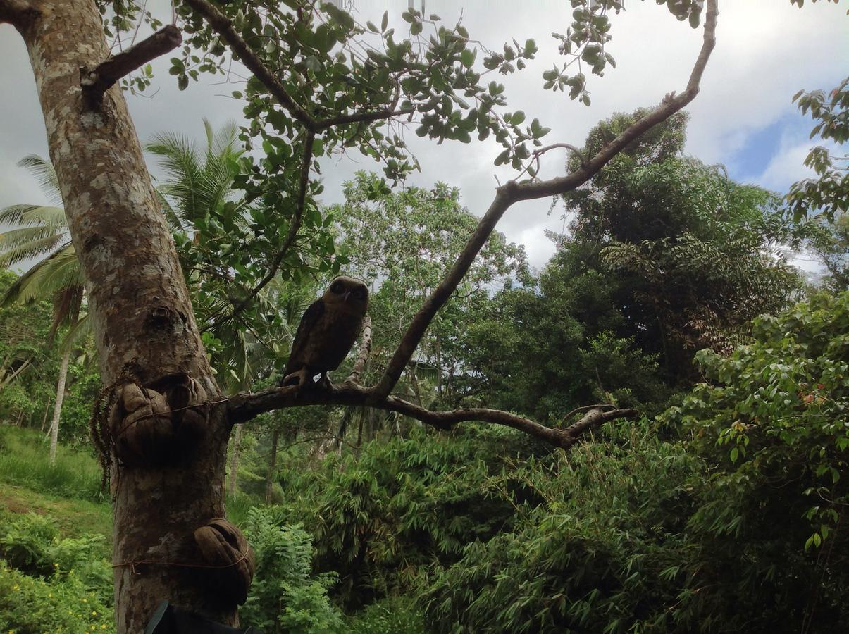 Explore Sinharaja Rain Forest Tour Camp Dombagoda Esterno foto