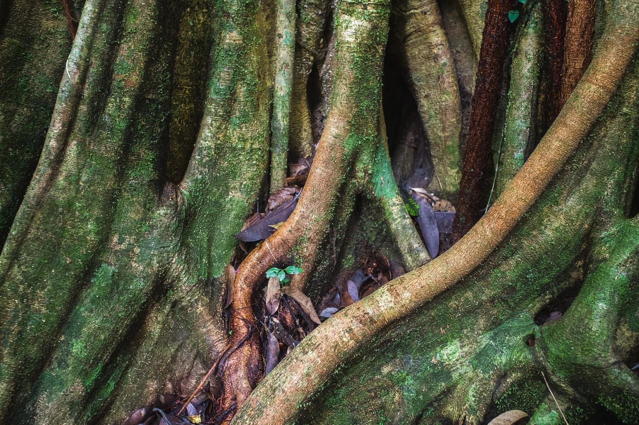Explore Sinharaja Rain Forest Tour Camp Dombagoda Esterno foto