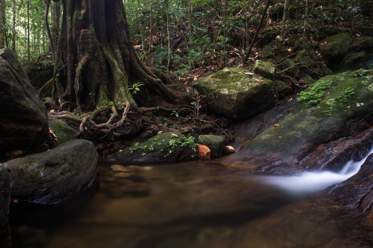 Explore Sinharaja Rain Forest Tour Camp Dombagoda Esterno foto