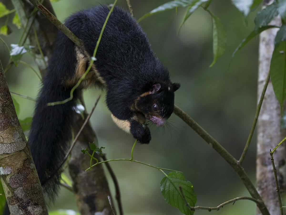 Explore Sinharaja Rain Forest Tour Camp Dombagoda Esterno foto