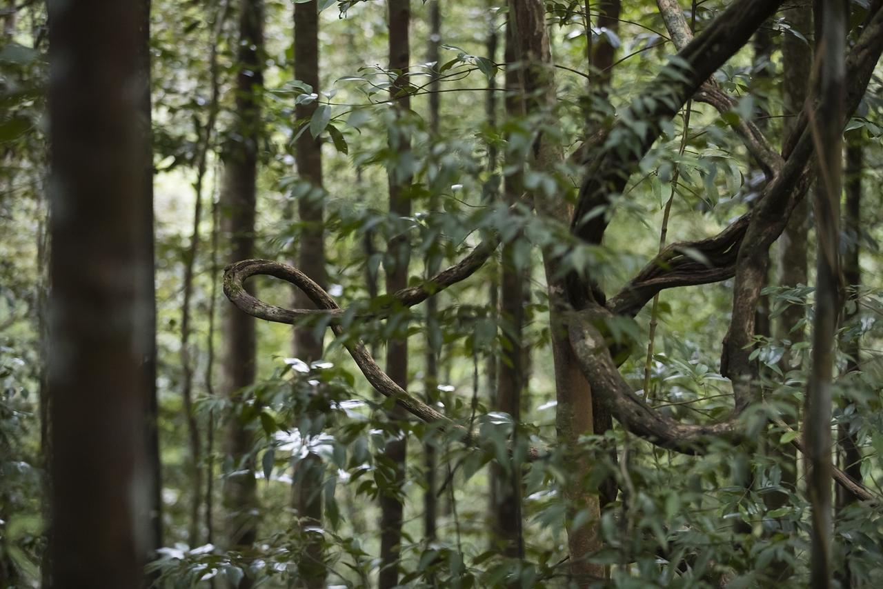 Explore Sinharaja Rain Forest Tour Camp Dombagoda Esterno foto