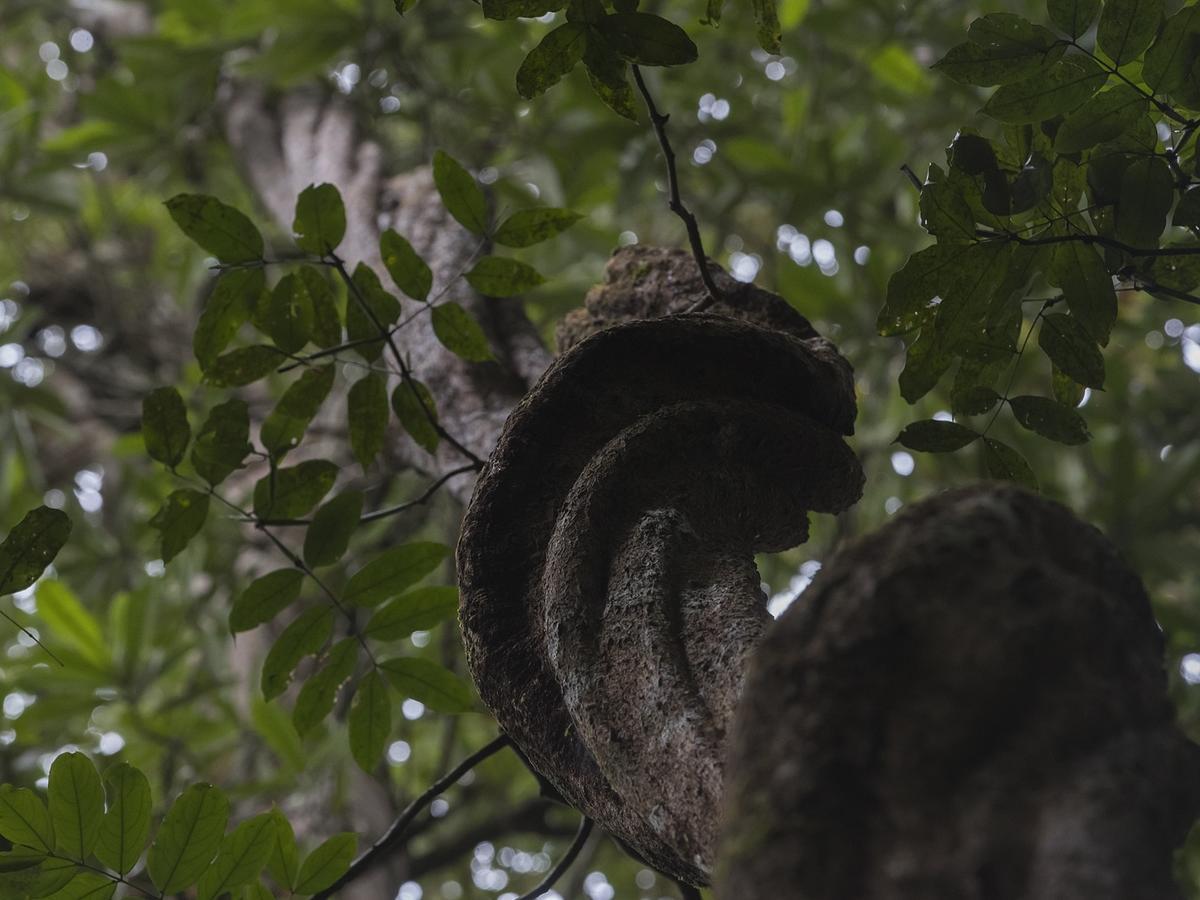 Explore Sinharaja Rain Forest Tour Camp Dombagoda Esterno foto